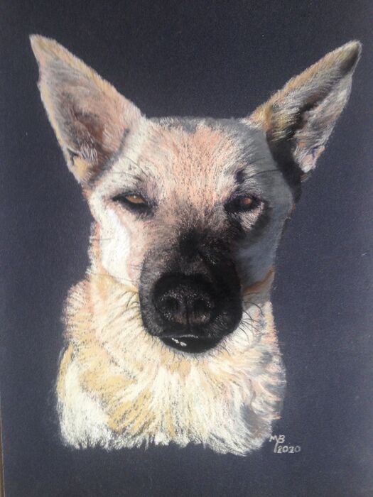 Pastelportret van de hond Sky